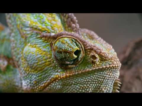 CHAMELEON / ХАМЕЛЕОН / Жизнь есть жизнь / Life is life