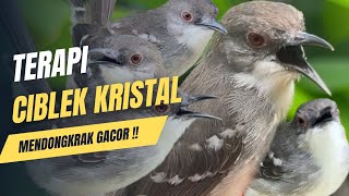 Download lagu Terapi ciblek kristal merangsang gacor ampuh !! mp3