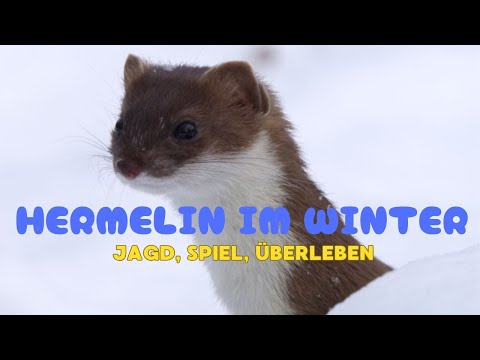 Winter und Sommer an einem Tag – Hermeline auf Jagd im Schnee - 100 Sekunden Natur