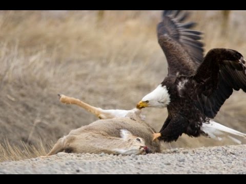 American Bald Eagle — flying, hunting, eating documentary