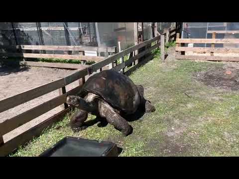 Update #3 on injury to Adolph giant 104 year old Galapagos tortoise