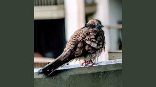 Fly Bird