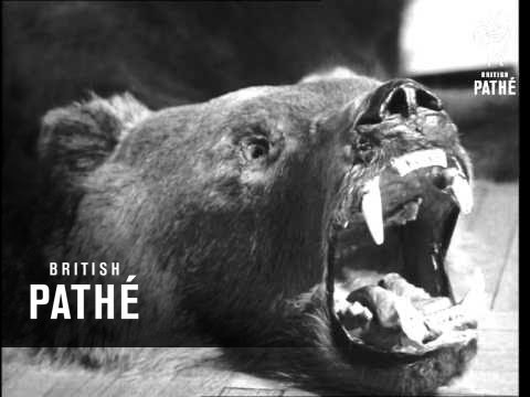 International Council Of Hunting Meets In Rumania (1968)