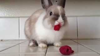 Смотреть онлайн Кролик забавно есть малину