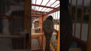 PAPA CAPIM CANTADOR #coleirobaiano #papacapim #aves #cantofibra #aves #coleiro #pets #