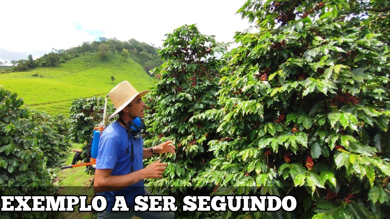 DIRIN | COM 4.800 PÉS DE CAFÉ ELE mostra  que   MENOS É MAIS