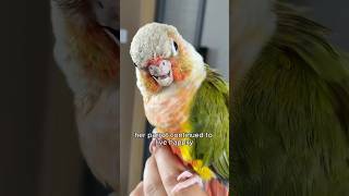 Download lagu Burung beo dengan paruh atas yang hilang.🦜#penyembuhan #penyembuhanmelaluicinta #videopendek #hew... mp3 Download lagu Burung beo dengan paruh atas yang hilang.🦜#penyembuhan #penyembuhanmelaluicinta #videopendek #hew... mp3