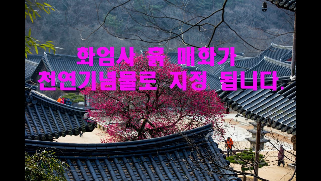 화엄사 흙매화가 천연기념물로 지정 됩니다... 유튜브 썸네일
