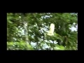 Quantic and his Combo Barbaro - Un Canto A Mi Tierra