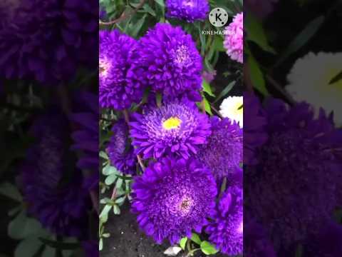 , title : 'Green Chrysanthemum flower plants Beautiful garden shorts videos#shorts  #ytshorts #youtubeshorts'