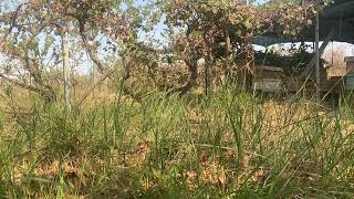 انتخاب الذكور من اجل الحصول على ملكات ذات صفات ومواصفات جيدة 