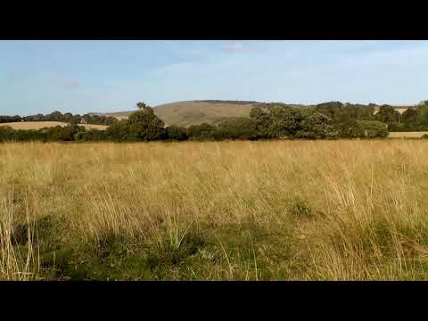 Light Breeze Summer Field Meditation for Freedom & Renewal - 15 min
