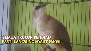 Download lagu Trucuk BETINA memanggil Jantan Suara Birahi Ngecuplik 100% pancingan trucukan gacor agar BUNYI EMOSI mp3
