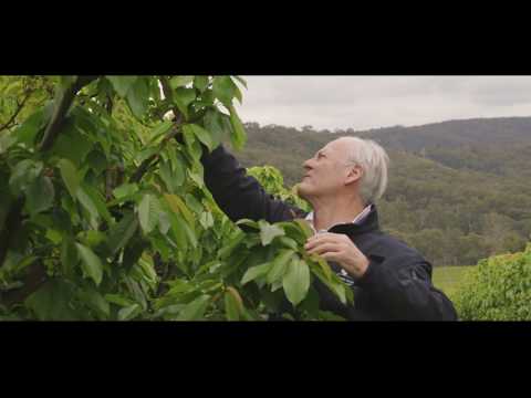 Yarra Valley Cherries