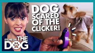 Clicker Training Backfires as Dog Becomes SCARED of the Sound! |  It
