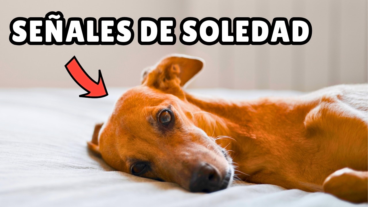7 SEÑALES de que tu perro se siente SOLO ⚠️ (y cómo ayudarle)