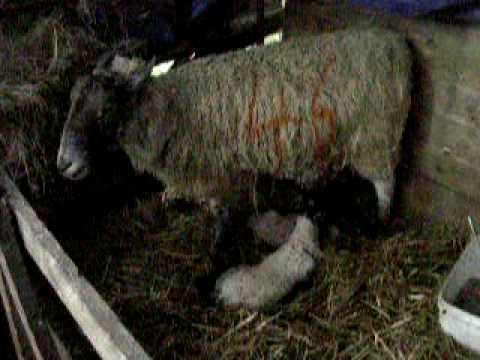 upper stowe lambs 4