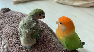 Download lagu Burung cinta induk dan bayi mp3 Download lagu Burung cinta induk dan bayi mp3