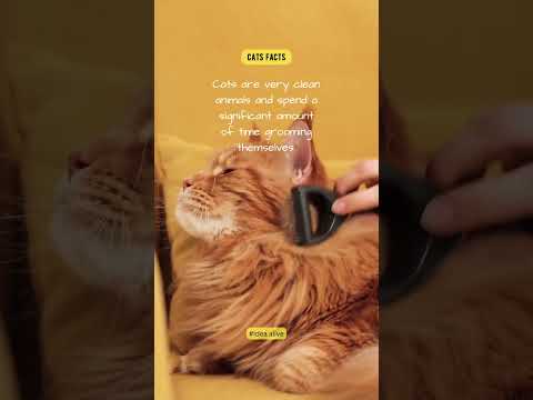 Cats fact #idea alive