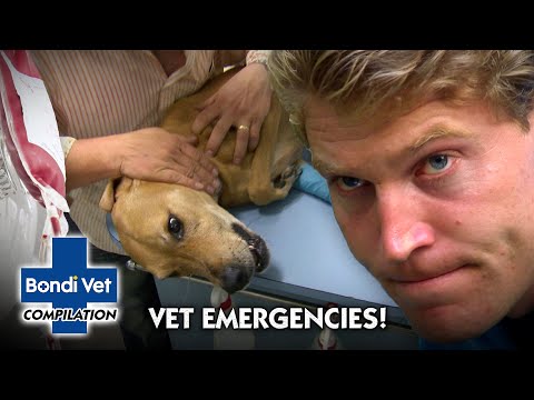 Most Dramatic Medical Emergencies | Compilation | Bondi Vet