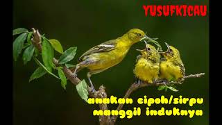 Download lagu suara anakan cipoh/sirtu,, manggil induknya,,autoo datang mp3
