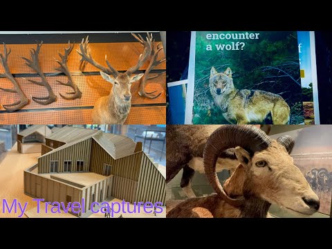 Veluwe National Park | The Magic of the Dutch Wilderness | Hoenderloo Netherlands