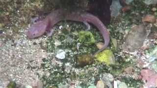 Surveying Salamanders