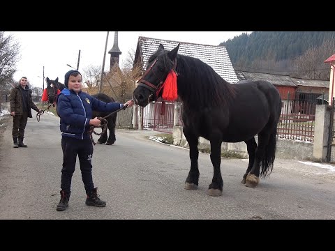 Iepele lui Andrei de la Vidra, Alba - 2020 Nou!