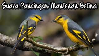 Download lagu Pancingan Mantenan Betina mp3 Download lagu Pancingan Mantenan Betina mp3