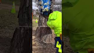 Download lagu Professional Tree Felling Explained: Notch, Hinge, and Wedge Technique mp3
