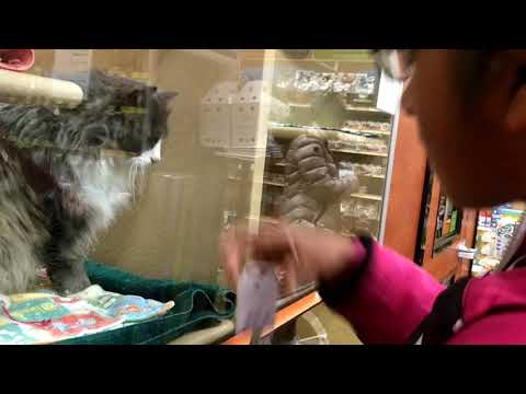 Shreya playing with Cat