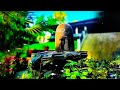Mahakal Ka Khatarnak Status Video Jay Shree Ram Har Har Mahadev