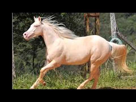 cavalos de elite by :pedro