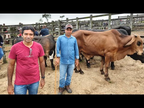 Feira de Gado de João Alfredo - PE: Os Melhores Animais (07/09/2026)