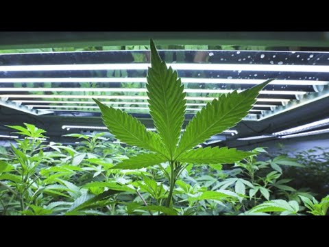 The legal trade in cannabis - rehabilitation for prisoners?