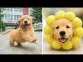 Funniest Cutest Golden Retriever Puppies 1 30 Minutes Of Funny Puppy Videos 2025