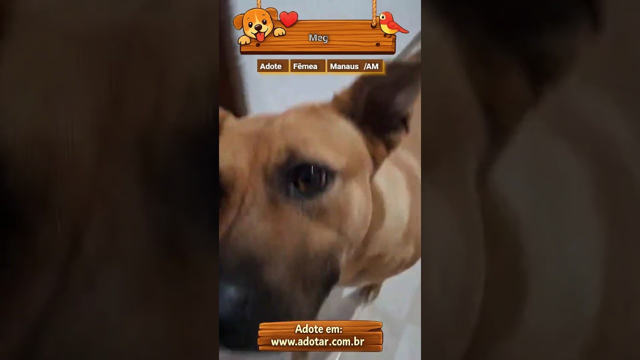 Cachorro raça SRD-ViraLata idade 3 anos nome Meg