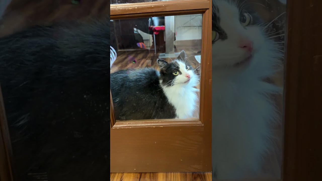 Enlarge BeMo, a Adoptable Domestic Long Hair in Tillamook, OR video 4/6