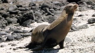 Why Was A Baby Sea Lion In A Diner?