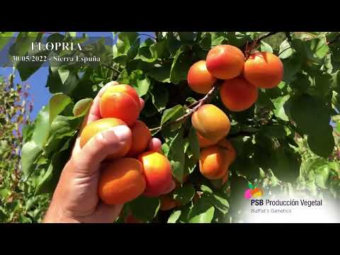 PSB FLOPRIA | BETA FİDAN