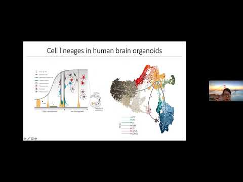 HCA Meeting Asia 2020: Selected 4b - Decoding the Regulatory Logic behind Brain Development