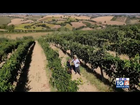 Stefano Antonucci al TG5 - Vendemmia 2022