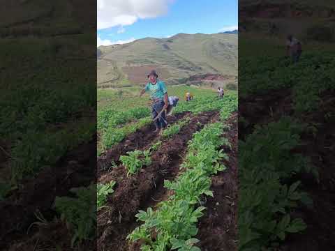 🫡Son los agricultores de Yaureccan , San Antonio y Cconocc Churcampa Huancavelica . #rutasdelperu