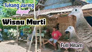 Download lagu Super Istimewa 🤩🤩 Perkutut Lokal Katuranggan _ WISNU MURTI _ Dari penjaring mp3