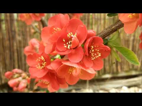 Pigwowiec Japoński - Poradnik Ogrodowy #288