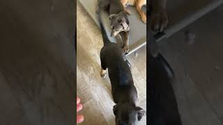 Video preview image #1 German Shepherd Dog-Unknown Mix Puppy For Sale in San Diego, CA, USA