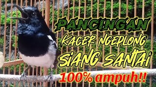 Download lagu Suara kacer ngeplong santai di siang hari, Pancingan kacer apa saja 100% nyaut !! mp3