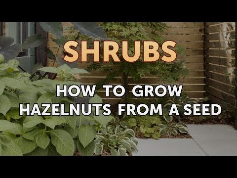 How to Prune a Bottlebrush Shrub