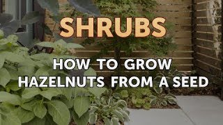How to Grow Hazelnuts From a Seed
