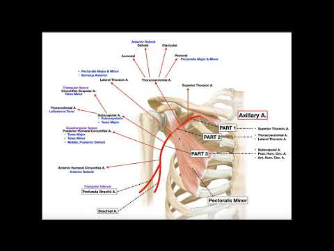 Axillary Artery | Branches & Divisions